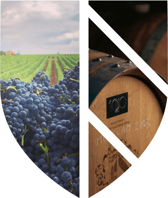 Notre philosophie, de la vigne à la bouteille.